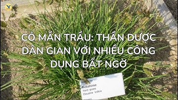 Cỏ Mần Trầu: Thần Dược Dân Gian Với Nhiều Công Dụng Bất Ngờ