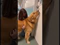 God bless this beautiful dog 😭💔💔#trending #viral #dog #love #foryourpage