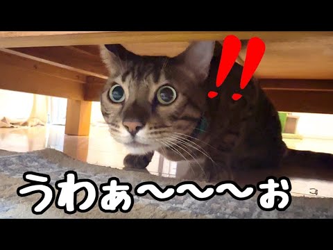 イタズラ三昧の猫に野良猫の威嚇声マネでビビらせてやりましたよ