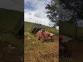 Trator Massey Ferguson 4275 descarregando a silagem de milho #pecuarista #trator #agro