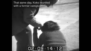 Young Koko Plays in the Hay by kokoflix 1,837 views 9 months ago 2 minutes, 5 seconds