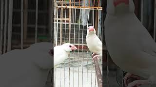 opal.java beauty❤️❤️ #shorts #beauty #birds_lover #java_sparrow