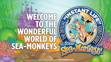Welcome To The Wonderful World of The Original Sea-Monkeys®!