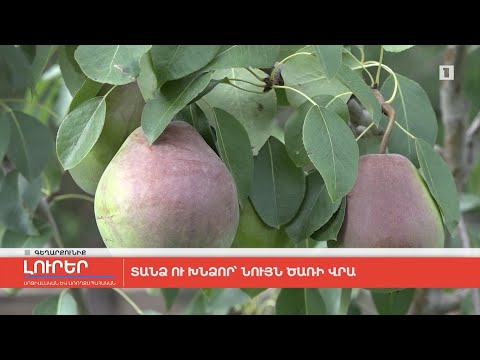 Video: Չինական խնձոր - ծառ և նրբություն