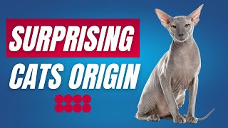 SURPRISING CATS ORIGIN