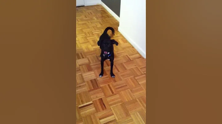 Excited puppy jumps