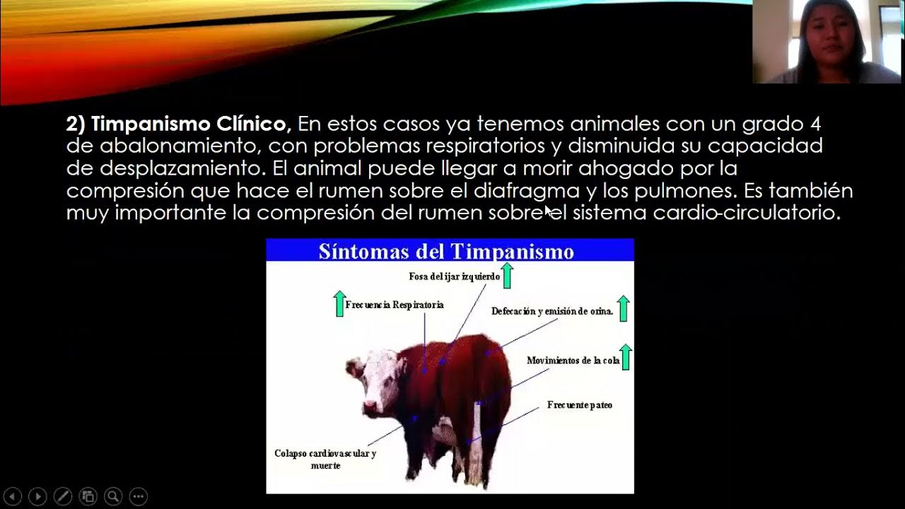 timpanismo en bovinos YouTube