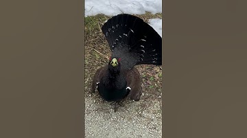 Metsis, Tetrao urogallus, Western Capercaillie - Eesti linnud