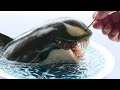 Venom Killer Whale / Resin Art / 3d pen / Polymer Clay