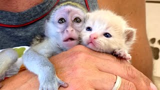 Dad, this is the best nanny!  The first meeting of kitten and monkey Susie