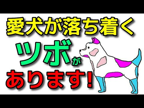 犬 落ち着かせ方 愛犬が触られると落ち着く所と嫌がる所の見極め方 新 遠藤エマチャンネル 犬のしつけ 横浜 Youtube