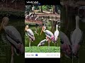 vivo V60 | What I See VS What I Take