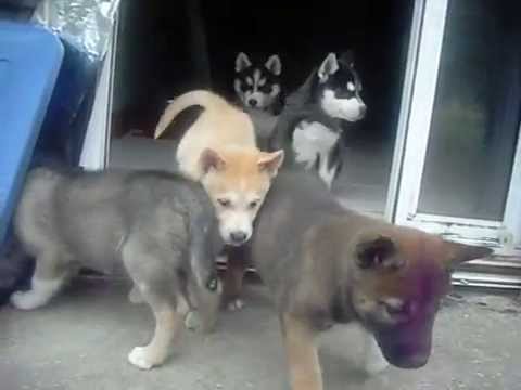 husky cross german shepherd puppy