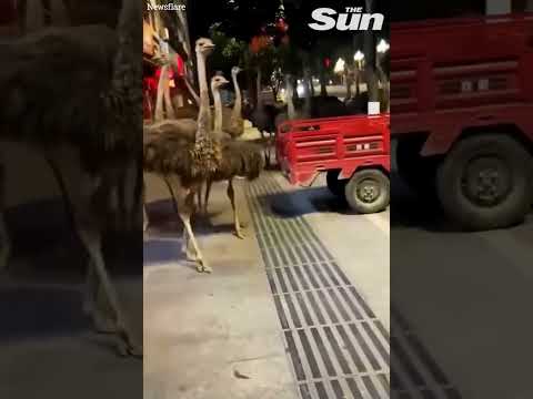 Escaped Ostriches RUN through city streets #Shorts