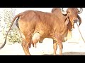 25 liter 100% pure gir cow with female calf aravali dairy farm 9983954391