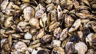 G&F Travel: Richard Blakeley farms Wellfleet Oysters