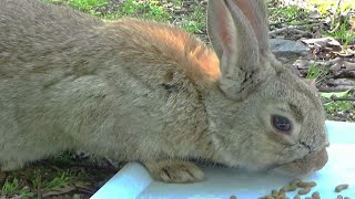 【大久野岛】兔子吃东西的景象让人治愈