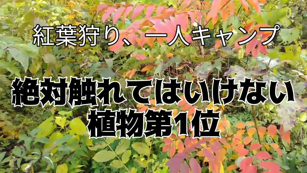 絶対触れてはいけない植物【全身がかぶれてひどい目に合います。】