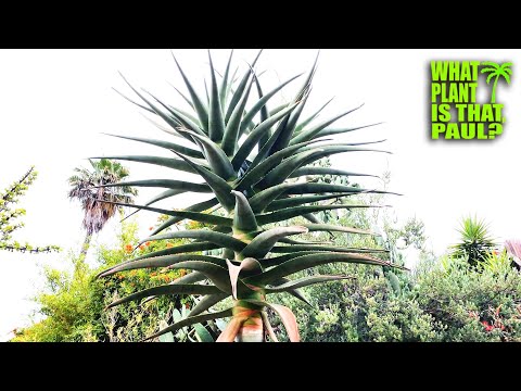 Video: Aloe Ağacı