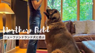 Play date with Newfoundland dogs / Big Dog's life in the