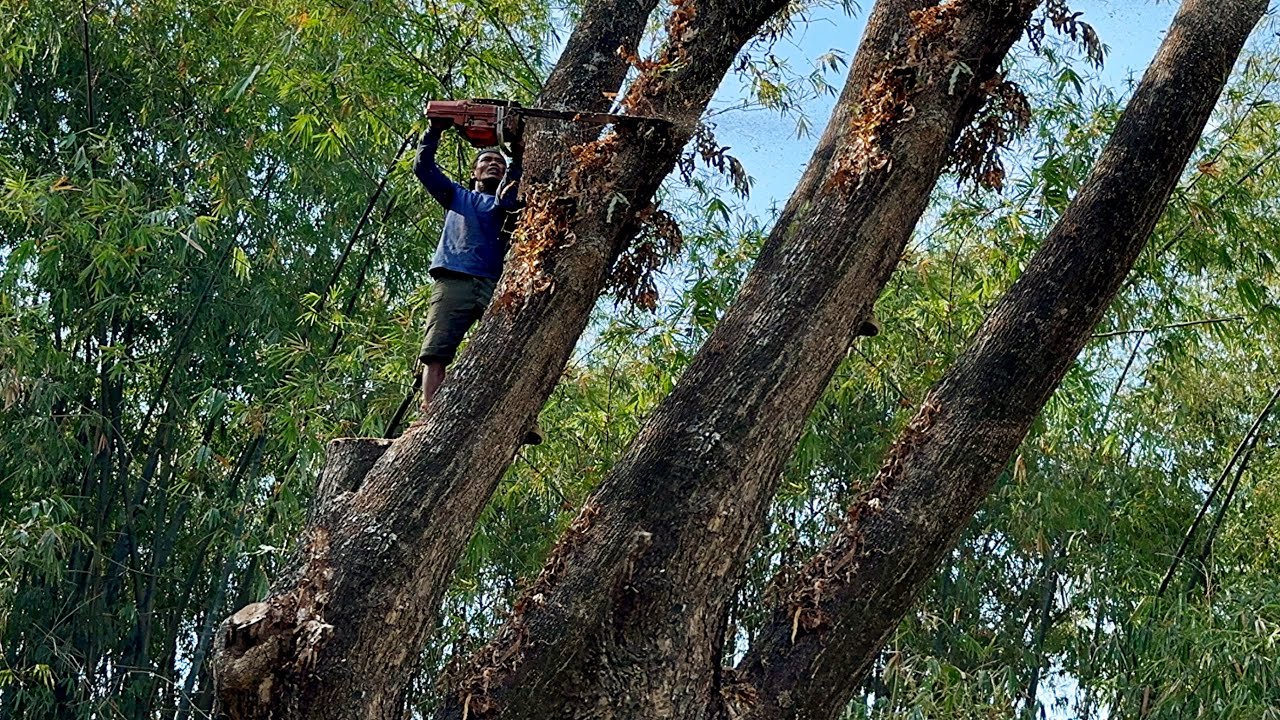 Extreme... Cut down 2 rain trees in a very difficult location‼️ - YouTube