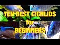 Top 10 Best Cichlids for Beginners! (Beautiful and NOT Overly Aggressive)