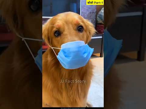 बोबो Part-1 Story Of Amazing Dog 🐕 || Hindi Funny || The dogs are cute and funny #dog #shorts