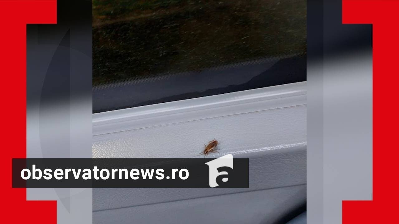 Mai mulţi gândaci decât călători în autobuzele STB