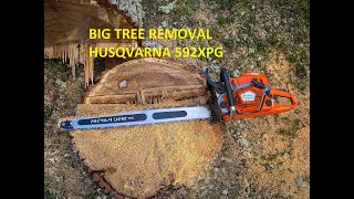 Big tree removal in Sweden | Husqvarna 592XP | by patkarlsson 6,762 views 1 year ago 10 minutes, 39 seconds