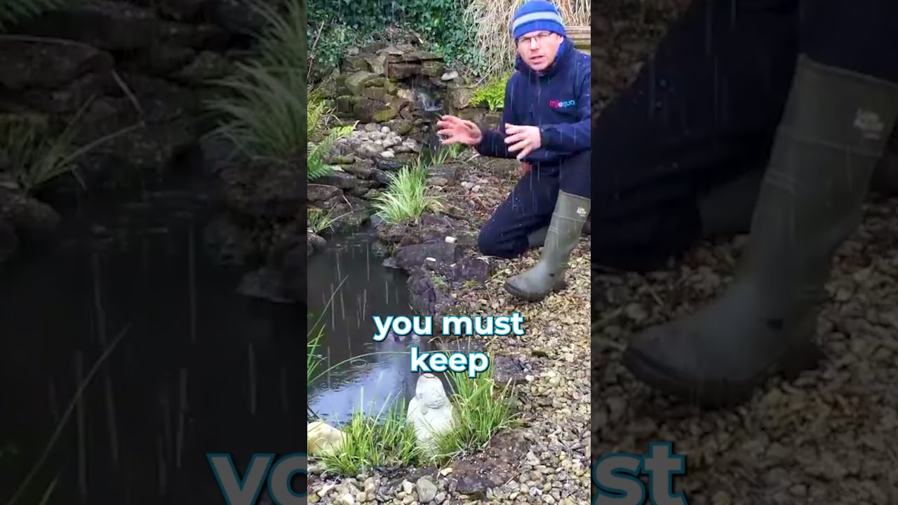 Пруд для лягушек?