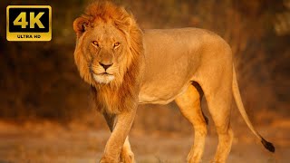 Animal Kingdom 4K Discover the Botswana wilderness Beautiful wildlife films with stress Relief music by Animal Kingdom 1,065 views 5 months ago 3 hours, 7 minutes