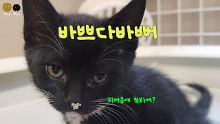 묘생 부럽다ㅋㅋ #아기고양이