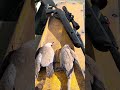 Dove hunting