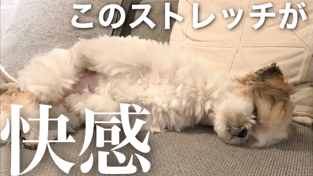 癒し動画 かわいいシーズー犬のエクササイズ ストレッチで全身を伸ばしてスッキリw Dog Stretch Youtube 癒し動画 かわいいシーズー犬のエクササイズ ストレッチで全身を伸ばしてスッキリw Dog Stretch Youtube