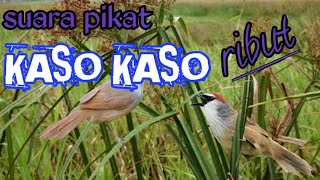 SUARA/MP3 PIKAT KASO KASO