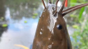 Cân thu câu ca trê vang trong rưng U Minh