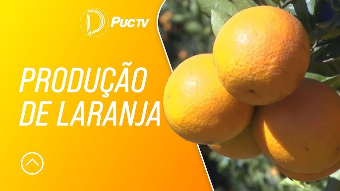 Pé de Damasco - Sierra Brasil  Você já viu um pé de damasco? Essa fruta é  uma das mais cultivadas nos países do mediterrâneo sendo a Turquia a  principal produtora do