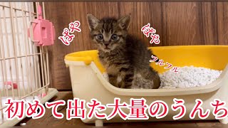 子猫保護11日目‼ぱやぱやしながら初うんちその量がとんでもない【閲覧注意】