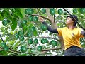 Harvest Avocado Garden Goes to the Market Sell - Cooking, Daily life, Make crafts | Tieu Lien