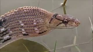 Bjørn Ormstad: Coelognathus radiatus, Radiated ratsnake