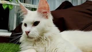 HAKU (FEMALE) // MAINECOON POLYDACTYL by MuliaCoon Cattery 683 views 2 years ago 2 minutes, 46 seconds