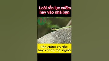 Nhận dạng rắn lục cườm hay vào nhà con người #shorts #ranluccuom #randoc #rancuom