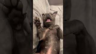 This dog loves the tickles #dog #dogs #shorts #fyp #animals #funny