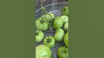 Last of the tomatoes! Fall Harvest taking in to ripen. #backyardgardening #tomato #climatechange