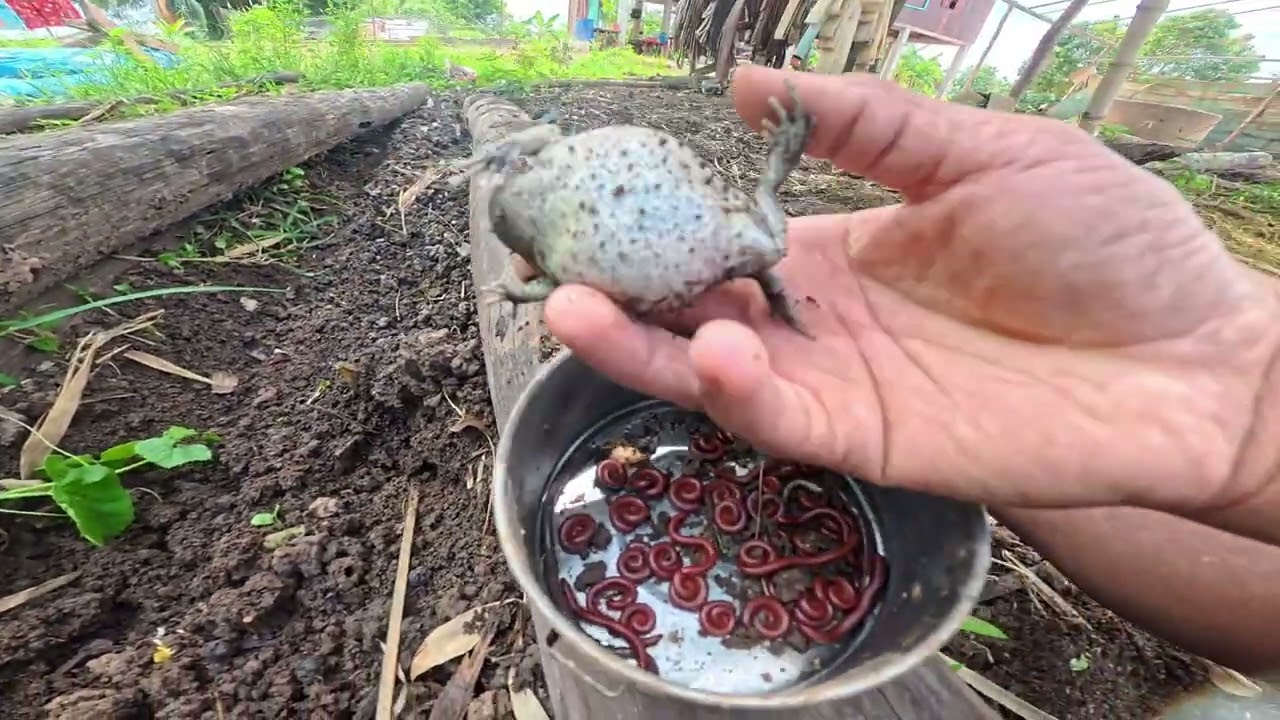 Tiny Creatures, Big Crawl! Millipedes Worms & Bullfrog Found!#MillipedeHunt #WormsOfTheWild