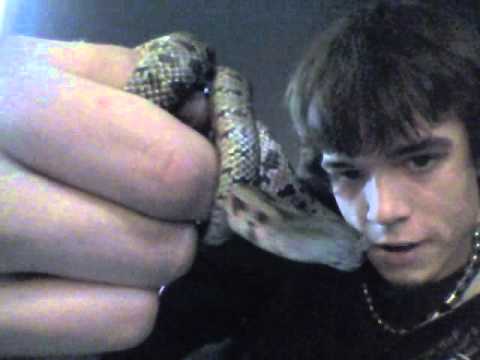 Stover's Snakes Ep.3 The native Prairie Kingsnake....