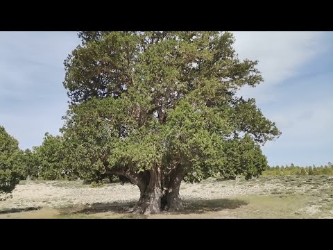 Video: Doğa harikası - taş ağaç