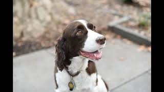 Philanthropist Pays For Channel Subscribers Service Dog @crowxe