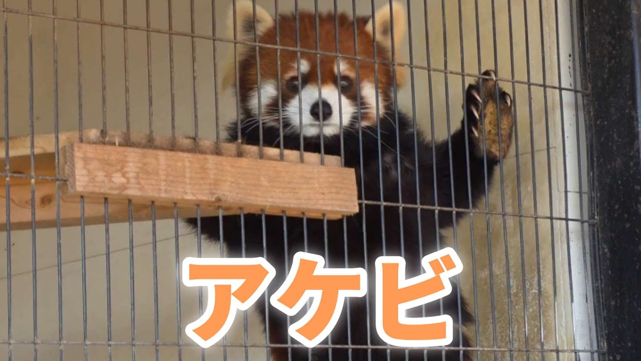 【屋内でも同居、レッサーパンダの　かんたとアケビ、他・・・】～Nishiyama Zoo red pandas～