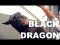 Black Dragon